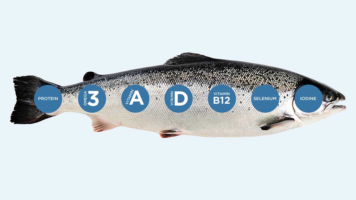 خرید قیمت ماهی سالمون نروژی