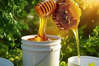 coriander honey raw coriender honey dhaniya ka shahad 28kg honey 500x500 1 صفحه اصلی
